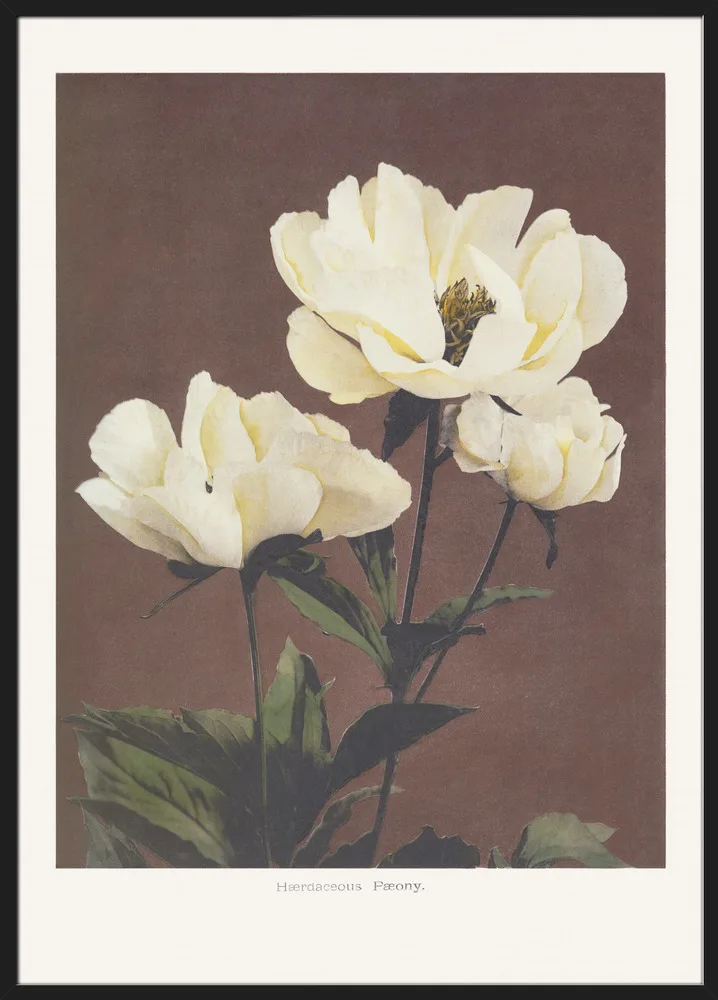Habrdaceous Peony_Sort