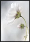 Heavenly Cosmos_Sort