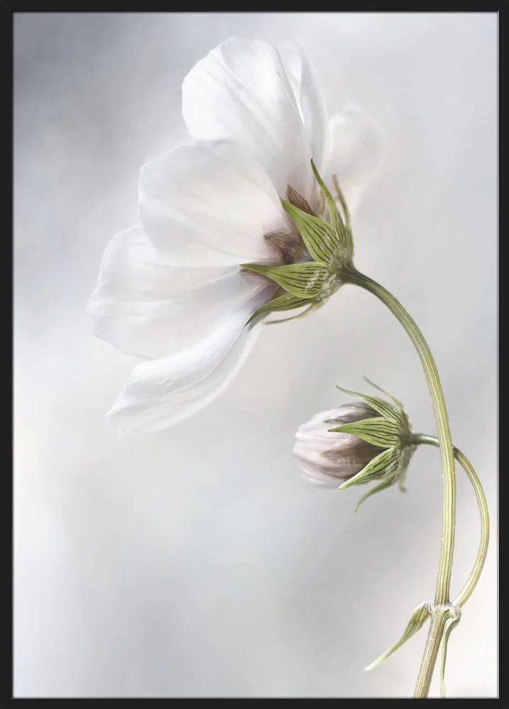 Heavenly Cosmos_Sort