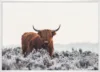 Highlander_Hvid