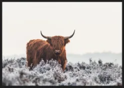 Alternative view of Highlander