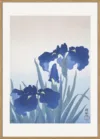 Iris Flowers