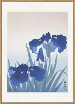 Iris Flowers