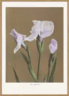 Iris KAbmpferi no2