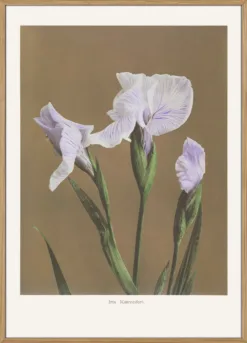 Iris KAbmpferi no2