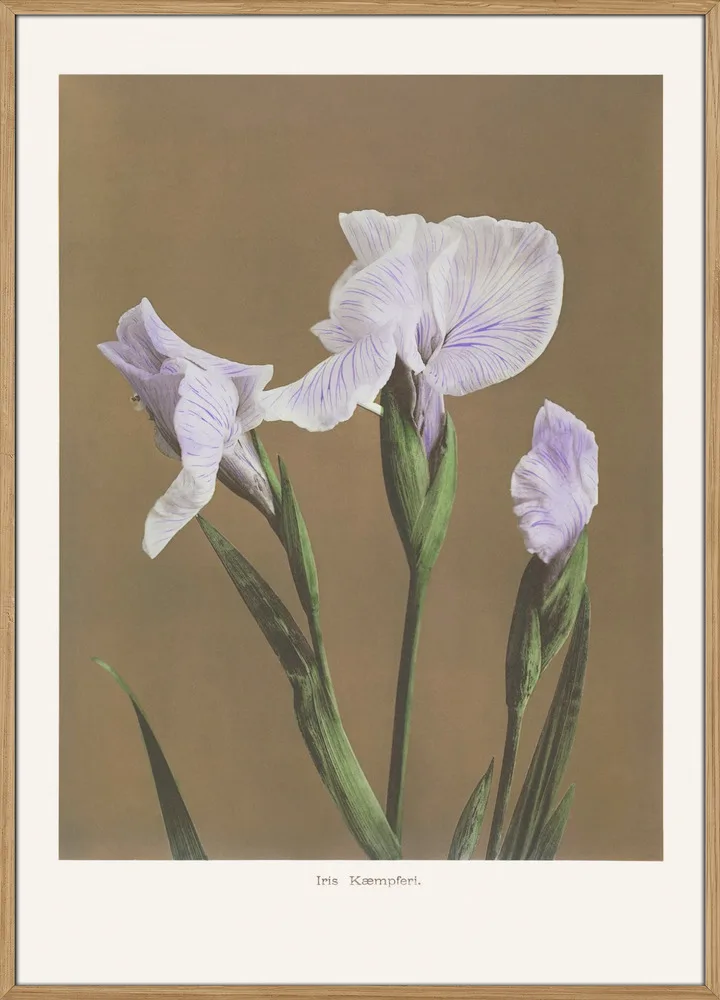 Iris KAbmpferi no2