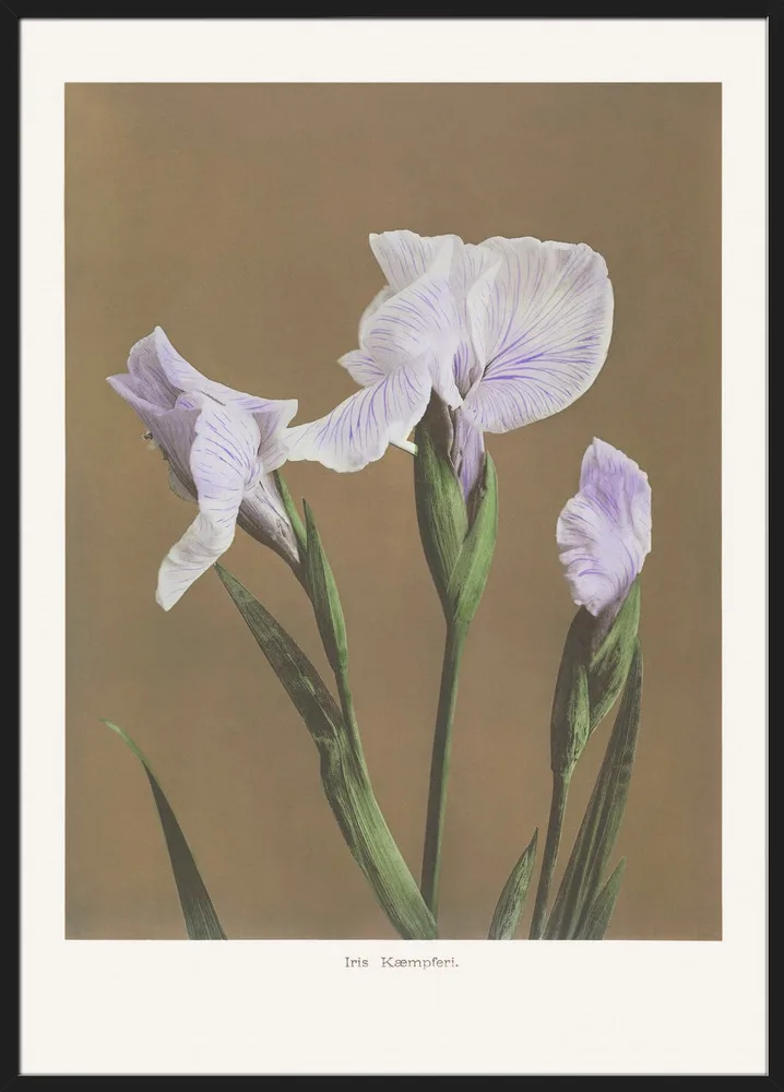 Iris KAbmpferi no2_Sort