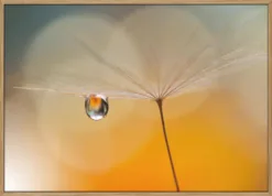 Little Night Music...