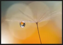 Alternative view of Little Night Music...