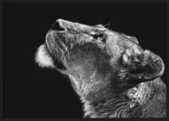 Alternative view of Looking Up