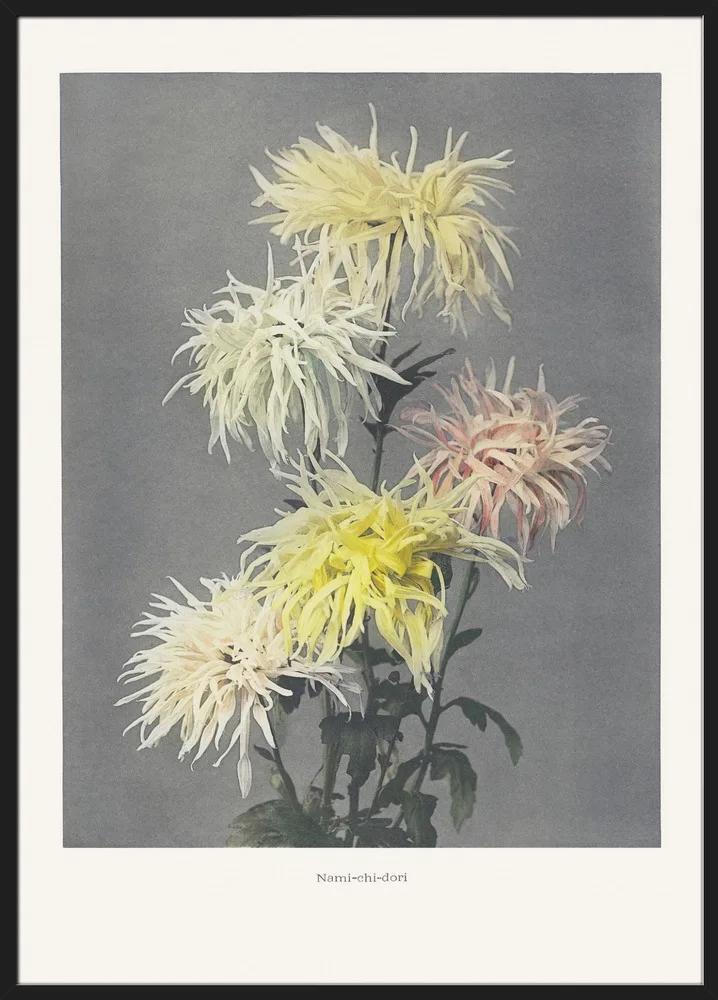 Namia chia dori_Sort