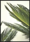 Naples Green (3)_Sort