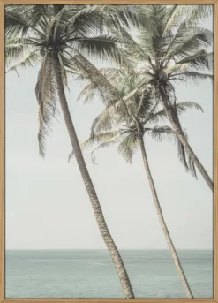 Ocean Breeze Palms