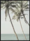 Ocean Breeze Palms_Sort