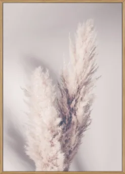 Pampas Grass