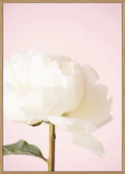 Peony_12