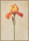 Poster Canvas Sng Iris 34