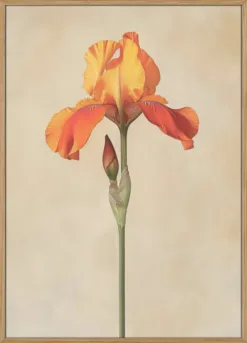 Poster Canvas Sng Iris 34