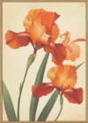Poster Canvas Sng Iris 37