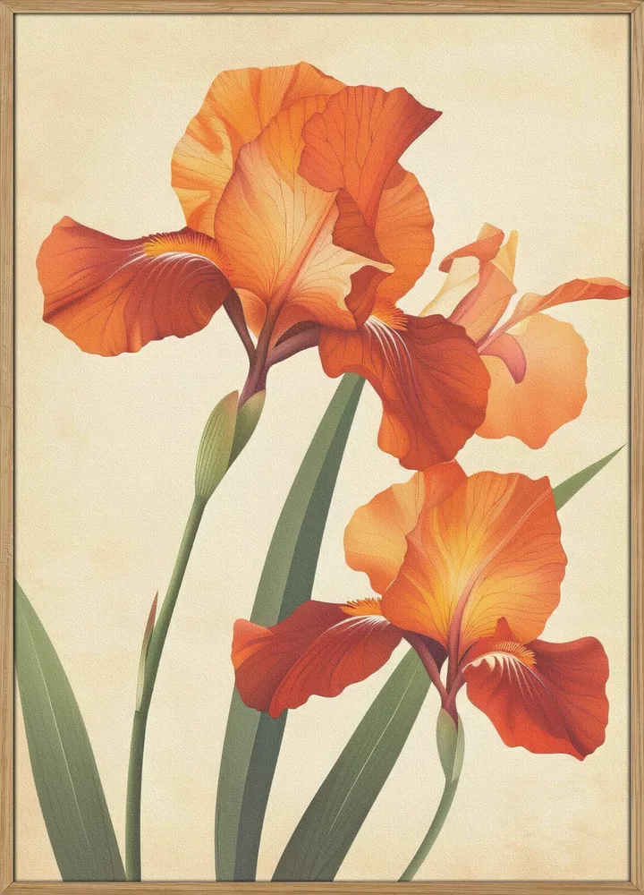 Poster Canvas Sng Iris 37_Massiv-eg