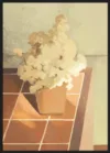 Still Life 01_Sort
