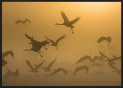 Alternative view of Sunrise with Cranes