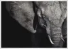 The Matriarch_Hvid