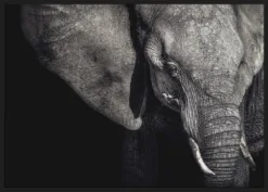 Alternative view of The Matriarch