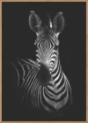 The Zebra
