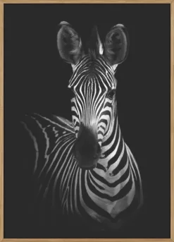 The Zebra