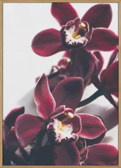 Velvet Orchid Twilight
