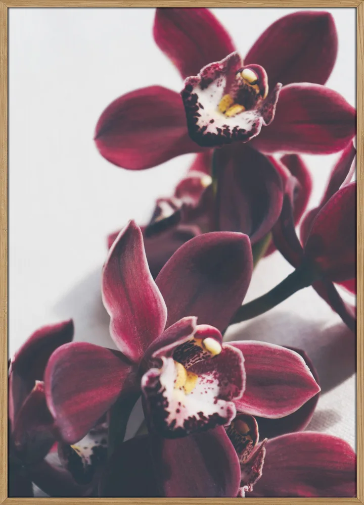 Velvet Orchid Twilight_Massiv-eg