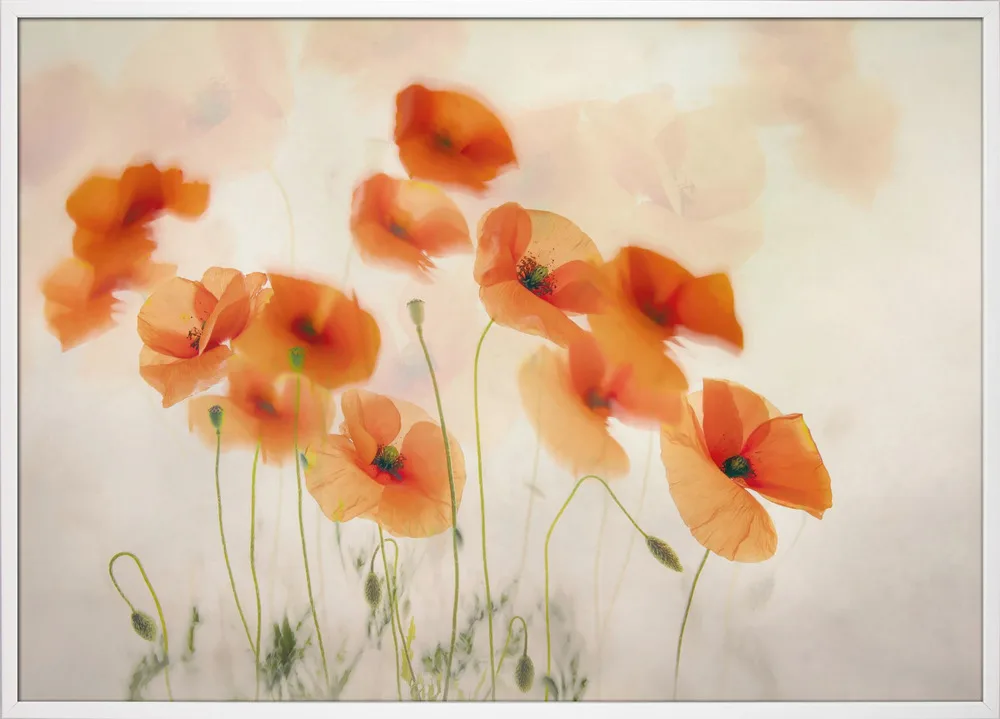 Waving in the wind_Hvid