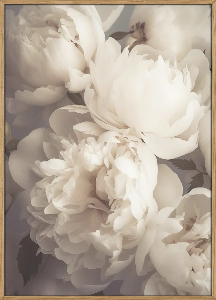White Peonies In Bloom_Massiv-eg