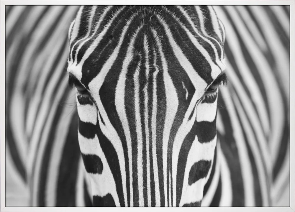 Zepra_Hvid