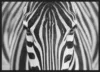 Zepra_Sort